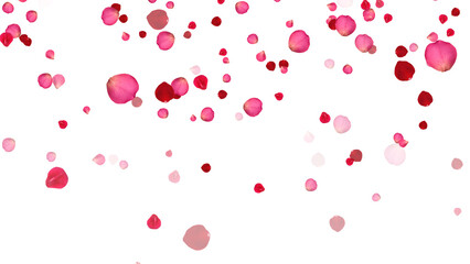 realistic red and pink rose petals falling isolated on transparent background,png romantic flower valentine love and marriage social media design element	