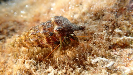 Mediterranean rocky shore hermit crab or Mediterranean intertidal hermit crab (Clibanarius erythropus) in common cerith (Thericium vulgatum) shell undersea, Ligurian Sea, Italy, Imperia