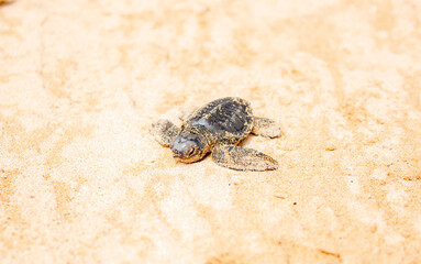 A small baby sea turtle crawls along the sandy shore towards the ocean to survive. The turtle hatched on the island of Sri Lanka. New life, saving the population, the way forward to a new life.