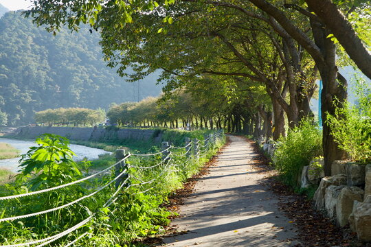 Tree‑Lined Walk along Jojong Stream