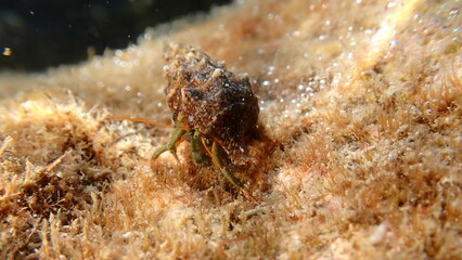 Mediterranean rocky shore hermit crab or Mediterranean intertidal hermit crab (Clibanarius erythropus) in common cerith (Thericium vulgatum) shell undersea, Ligurian Sea, Italy, Imperia