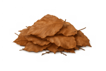 Small stack of brown, dry autumn beech leaves, creating a classic symbol of fall and changing seasons on a transparent background