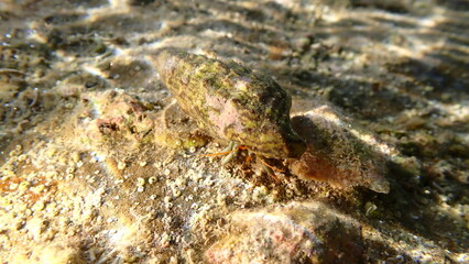 Mediterranean rocky shore hermit crab or Mediterranean intertidal hermit crab (Clibanarius erythropus) in common cerith (Thericium vulgatum) shell undersea, Ligurian Sea, Italy, Imperia