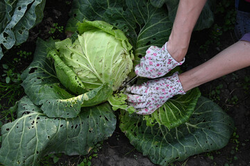 Gardener harvesting fresh cabbage in a vibrant garden on a sunny day