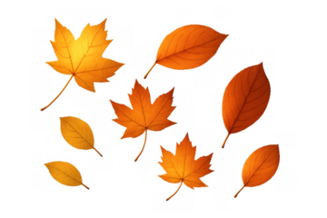 Autumn leaves falling, scattered foliage in warm orange and yellow colors, showing seasonal change. Transparent background