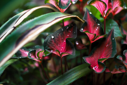 Close-up of vibrant caladium leaves with water droplets shining after the rain