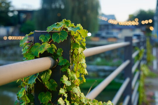 Ivy on Riverside Rail