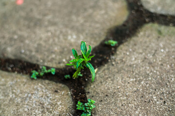 Resilient plant emerges through concrete crevices representing growth and nature