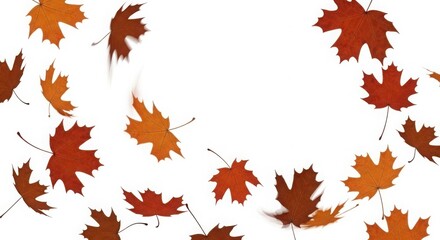 Autumn maple leaves falling, vibrant colors on white background