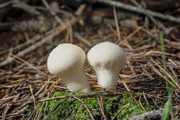 Puffball mushrooms on damp forest floor.
