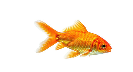 Fototapeta premium A single vibrant orange goldfish swimming isolated on transparent background