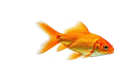 A single vibrant orange goldfish swimming isolated on transparent background