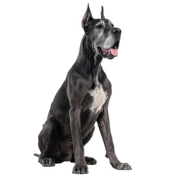 Portrait of an Adult Great Dane Dog Sitting