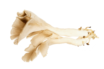 fresh harvested brown oyster mushrooms isolated on white or transparent png