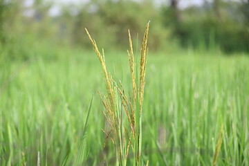 Ears of rice with green blurred background. Golden ear of paddy rice. Closeup the bunch ripe golden green paddy grain growing with plant. Rice field in India. Rice or paddy farming.