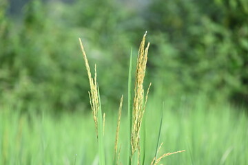Ears of rice with green blurred background. Golden ear of paddy rice. Closeup the bunch ripe golden green paddy grain growing with plant. Rice field in India. Rice or paddy farming.