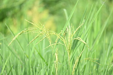 Ears of rice with green blurred background. Golden ear of paddy rice. Closeup the bunch ripe golden green paddy grain growing with plant. Rice field in India. Rice or paddy farming.