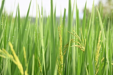 Obraz premium Ears of rice with green blurred background. Golden ear of paddy rice. Closeup the bunch ripe golden green paddy grain growing with plant. Rice field in India. Rice or paddy farming.