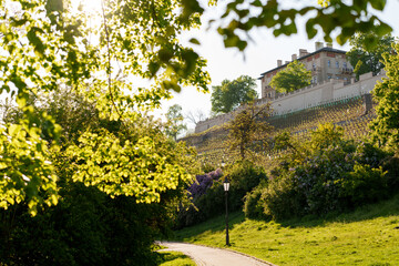 trees, forest, foliage, bark, leaf, canopy, vineyard, grapes, vine, agriculture, harvest, plantation, park, nature.