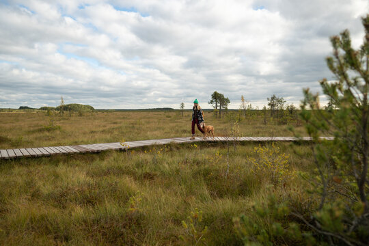 Woman and dog move across wooden path over wetland, gaze ahead on ecological route. Peat bog boardwalk walk, hunting pet on trail, cloudy day hike, nature conservation path, outdoor bog exploration