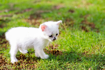 A tiny white kitten stands on green grass looking around curiously at nature