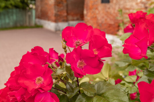 Bunch of red flowers are in a garden