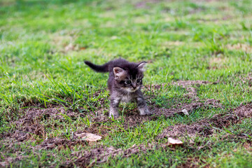 Obraz premium Adorable small kitten exploring a sunny grassy field with curious eyes