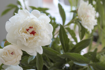White Peony Blooms in Soft Natural Light
