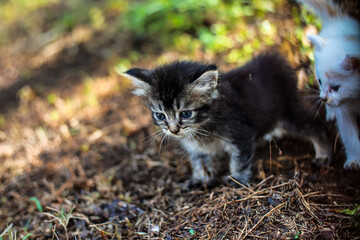 Adorable kittens explore the outdoors playing in grass and dirt enjoying the day