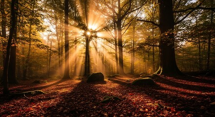 Stunning autumn forest sunlight shining through trees creating golden rays