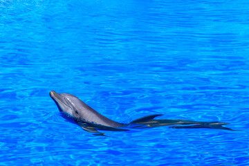 Obraz premium Dolphin in a swimming pool