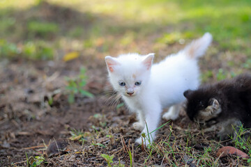 Two adorable kittens exploring the grassy outdoors enjoying a bright sunny day