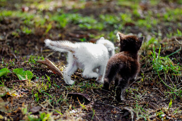 Playful Kittens Explore the Outdoors Two Small Cats Enjoying Nature Together
