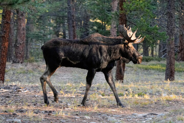 Bull Moose - Sunrise