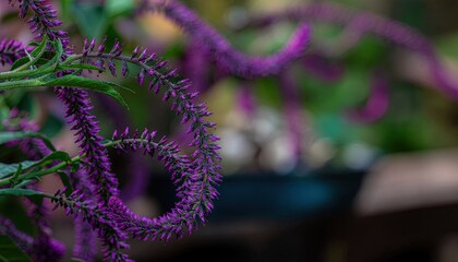 Delicate Purple Flowers Bloom in Soft Focus Garden Sunlight