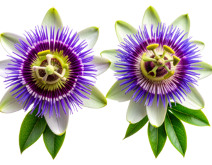 Two-Variation Fully Bloomed Passion Fruit Flower Collection, isolated on transparent background