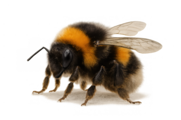Bumblebee insect standing on transparent background, a close-up creating a natural wildlife animal concept for ecology