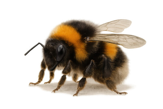 Bumblebee insect standing on transparent background, a close-up creating a natural wildlife animal concept for ecology