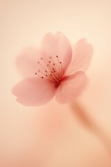 Obraz premium Sakura petals attached to branches 