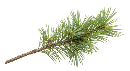 Green pine branch with sharp needles and small buds on a dark background isolated on a transparent background