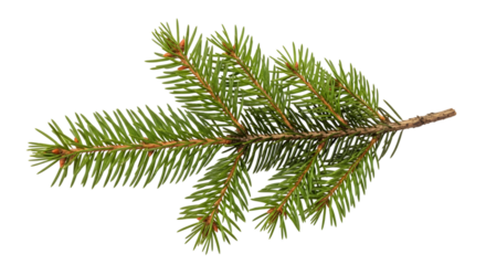 Green pine branch with sharp needles and small buds on a isolated on a transparent background evergreen