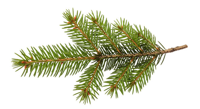 Green pine branch with sharp needles and small buds on a isolated on a transparent background evergreen