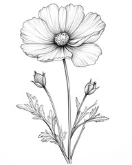 Detailed botanical illustration of a cosmos flower with buds and leaves