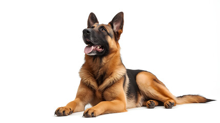 German Shepherd Dog Lying Down Looking Up with Open Mouth and Tongue Out