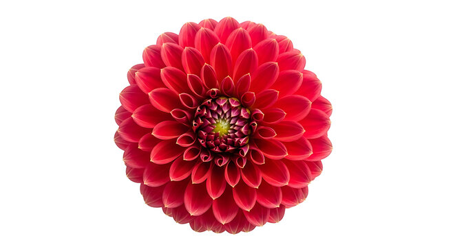 Vibrant red dahlia flower with intricate petals and a yellow-green center on a clean white background.