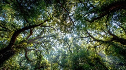 Fototapeta premium Above, a vast canopy of leaves, sunlight filtering through the gaps 