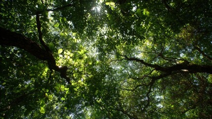 Obraz premium Above, a vast canopy of leaves, sunlight filtering through the gaps 
