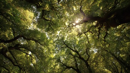 Above, a vast canopy of leaves, sunlight filtering through the gaps
