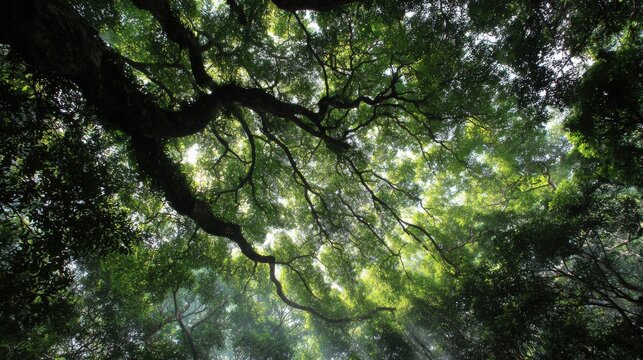 Above, a vast canopy of leaves, sunlight filtering through the gaps
