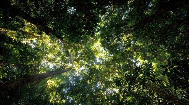 Above, a vast canopy of leaves, sunlight filtering through the gaps
 - Powered by Adobe
